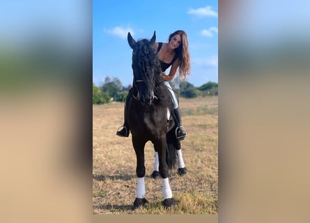 Fries paard, Hengst, 9 Jaar, 172 cm, Zwart