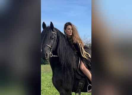 Fries paard, Hengst, 9 Jaar, 172 cm, Zwart