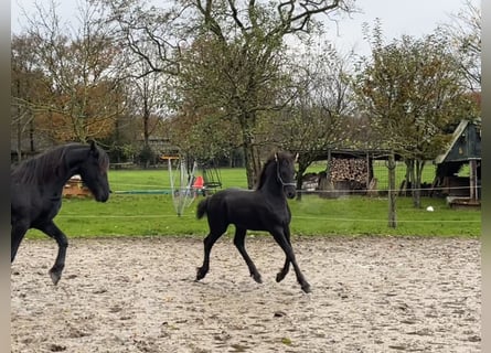 Fries paard, Hengst, veulen (07/2024), Zwart