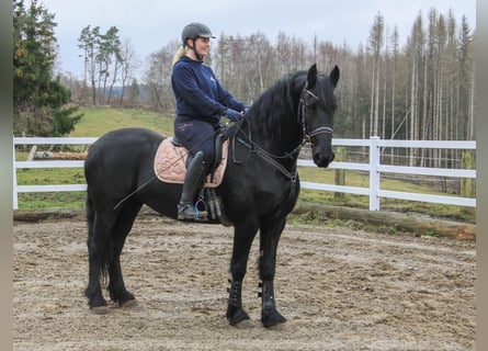 Fries paard, Merrie, 10 Jaar, 158 cm, Zwart