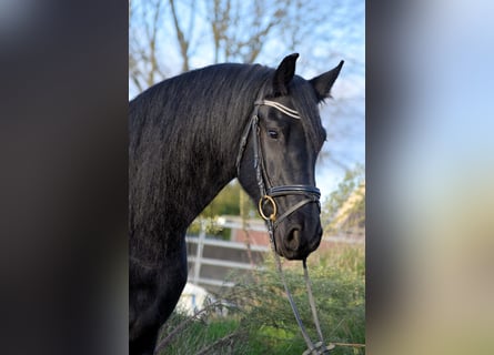 Fries paard, Merrie, 10 Jaar, 165 cm, Zwart