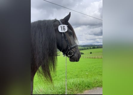 Fries paard, Merrie, 11 Jaar, 162 cm, Zwart