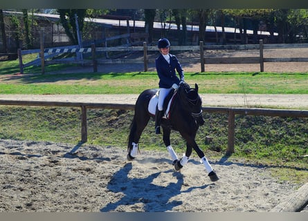 Fries paard, Merrie, 11 Jaar, 165 cm, Zwart