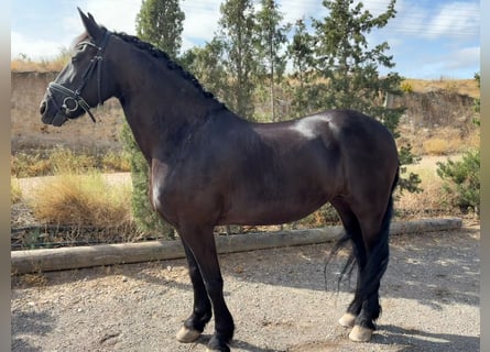 Fries paard Mix, Merrie, 11 Jaar, 165 cm, Zwart
