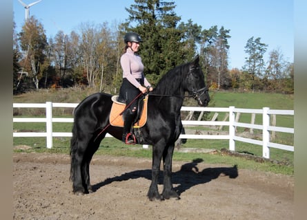 Fries paard, Merrie, 12 Jaar, 162 cm, Zwart