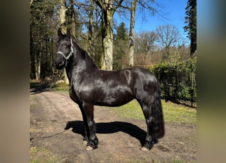 Fries paard, Merrie, 12 Jaar, 162 cm, Zwart