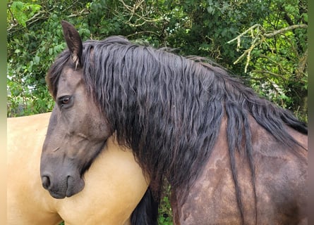 Fries paard, Merrie, 12 Jaar, 163 cm, Zwart