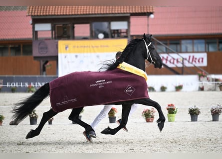 Fries paard, Merrie, 12 Jaar, 175 cm, Zwart