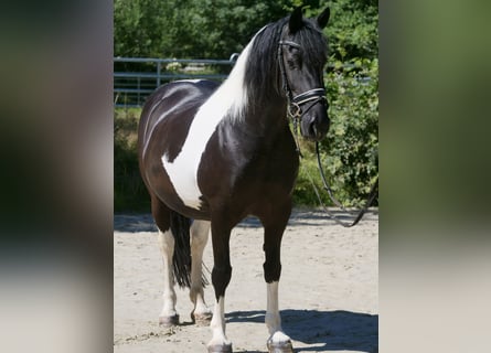 Fries paard Mix, Merrie, 13 Jaar, 158 cm, Gevlekt-paard