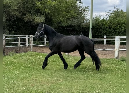 Fries paard, Merrie, 13 Jaar, 158 cm, Zwart