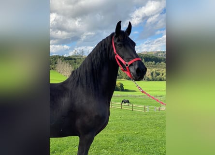 Fries paard, Merrie, 14 Jaar, 160 cm, Zwart