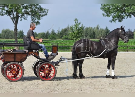 Fries paard, Merrie, 14 Jaar, 163 cm, Zwart