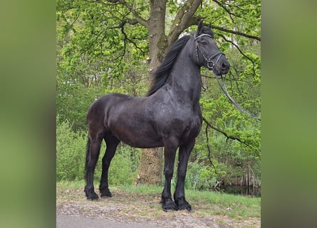 Fries paard, Merrie, 14 Jaar, 164 cm, Zwart