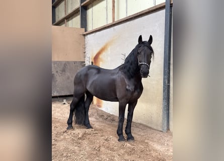 Fries paard, Merrie, 15 Jaar, 163 cm, Zwart