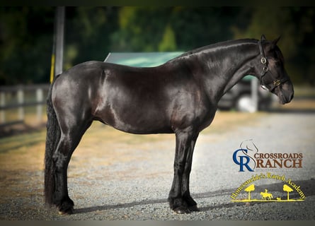 Fries paard, Merrie, 15 Jaar, 163 cm, Zwart