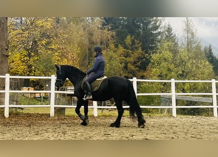 Fries paard, Merrie, 15 Jaar, 168 cm, Zwart