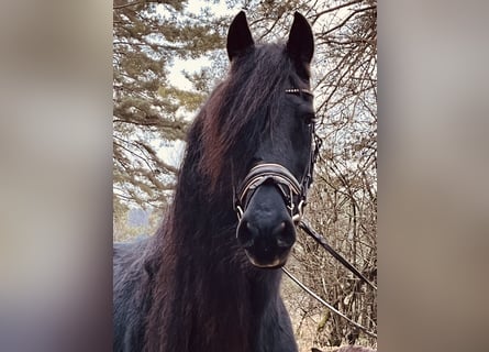 Fries paard, Merrie, 16 Jaar, 160 cm, Zwart