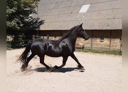 Fries paard, Merrie, 17 Jaar, 162 cm, Zwart