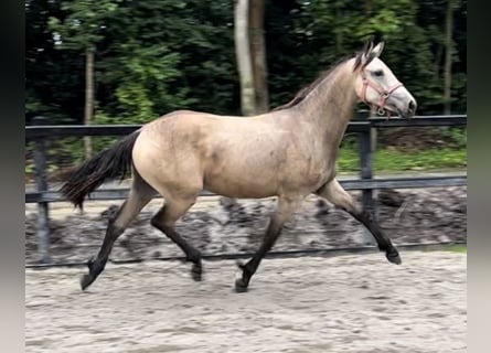 Fries paard Mix, Merrie, 1 Jaar, Falbe