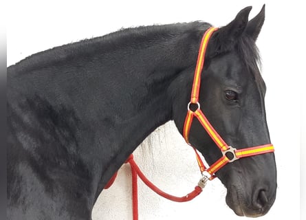 Fries paard, Merrie, 20 Jaar, 162 cm, Zwart