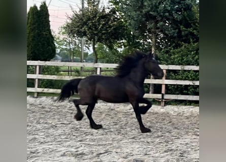 Fries paard, Merrie, 2 Jaar, 150 cm, Zwart