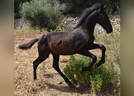 Fries paard Mix, Merrie, 2 Jaar, 160 cm, Zwart