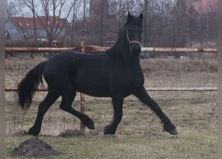 Fries paard, Merrie, 2 Jaar, 160 cm, Zwart