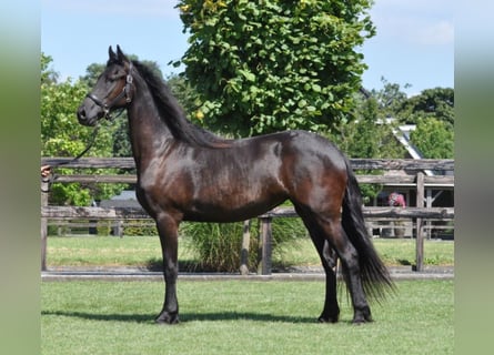 Fries paard, Merrie, 2 Jaar, 163 cm, Zwart