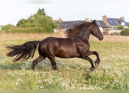 Fries paard, Merrie, 2 Jaar, 165 cm, Zwart