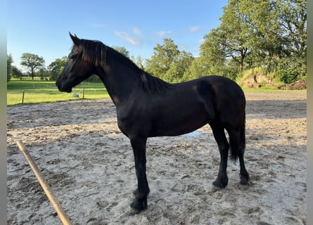 Fries paard, Merrie, 2 Jaar, 165 cm, Zwart