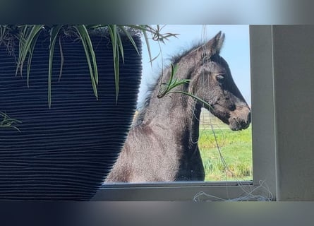 Fries paard, Merrie, 2 Jaar, 165 cm, Zwart