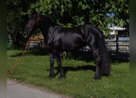 Fries paard, Merrie, 3 Jaar, 155 cm, Zwart