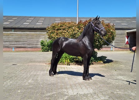 Fries paard, Merrie, 3 Jaar, 160 cm, Zwart