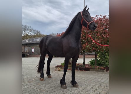 Fries paard, Merrie, 3 Jaar, 162 cm, Zwart