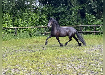 Fries paard, Merrie, 3 Jaar, 162 cm, Zwart