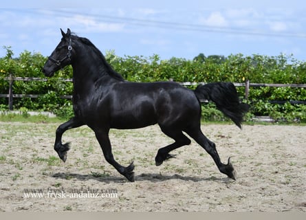 Fries paard, Merrie, 3 Jaar, 163 cm, Zwart