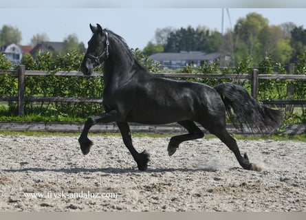Fries paard, Merrie, 3 Jaar, 163 cm, Zwart