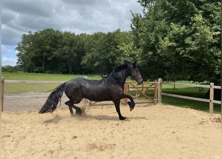 Fries paard, Merrie, 3 Jaar, 163 cm, Zwart