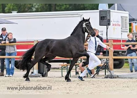 Fries paard, Merrie, 3 Jaar, 163 cm, Zwart