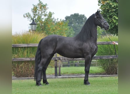 Fries paard, Merrie, 3 Jaar, 165 cm, Zwart