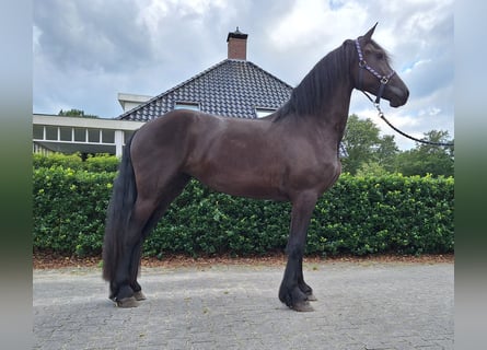 Fries paard, Merrie, 3 Jaar, 165 cm, Zwart