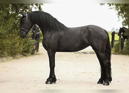 Fries paard, Merrie, 3 Jaar, 168 cm, Zwart