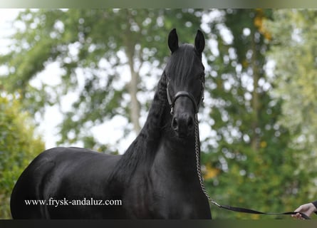 Fries paard, Merrie, 3 Jaar, Zwart