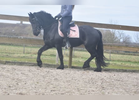 Fries paard, Merrie, 4 Jaar, 158 cm, Zwart