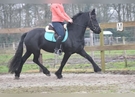 Fries paard, Merrie, 4 Jaar, 159 cm, Zwart