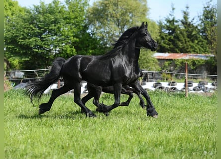 Fries paard, Merrie, 4 Jaar, 161 cm, Zwart