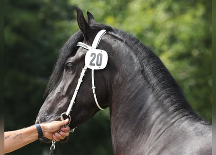 Fries paard, Merrie, 4 Jaar, 162 cm, Zwart