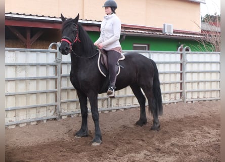 Fries paard, Merrie, 4 Jaar, 162 cm, Zwart