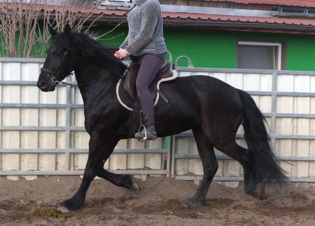 Fries paard, Merrie, 4 Jaar, 162 cm, Zwart