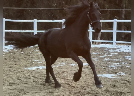 Fries paard, Merrie, 4 Jaar, 163 cm, Zwart